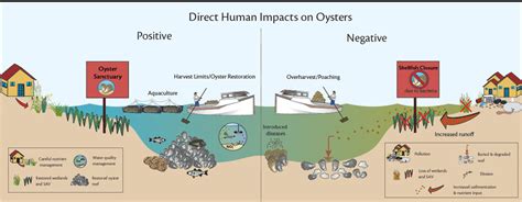  ユウガワムシ、その驚異的な体長と複雑な環節構造がもたらす生態系への影響は？