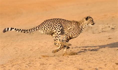  チーターの驚異的なスピードと狩りの戦略！このスプリンターは一体どうやって獲物を捕まえるのか？