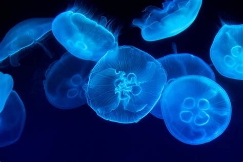  ジェリーフィッシュ！この古代の生き物、海中にある真の宝石を発見しましょう！