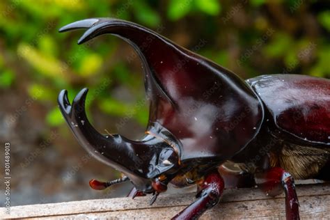  カブトムシの巨大な角は、どこから生えてくるのか？この夏の昆虫界の王者について詳しく解説！