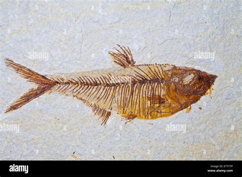  ライギョ！鮮やかな色彩と独特な骨格を持つ古代魚の世界へようこそ！